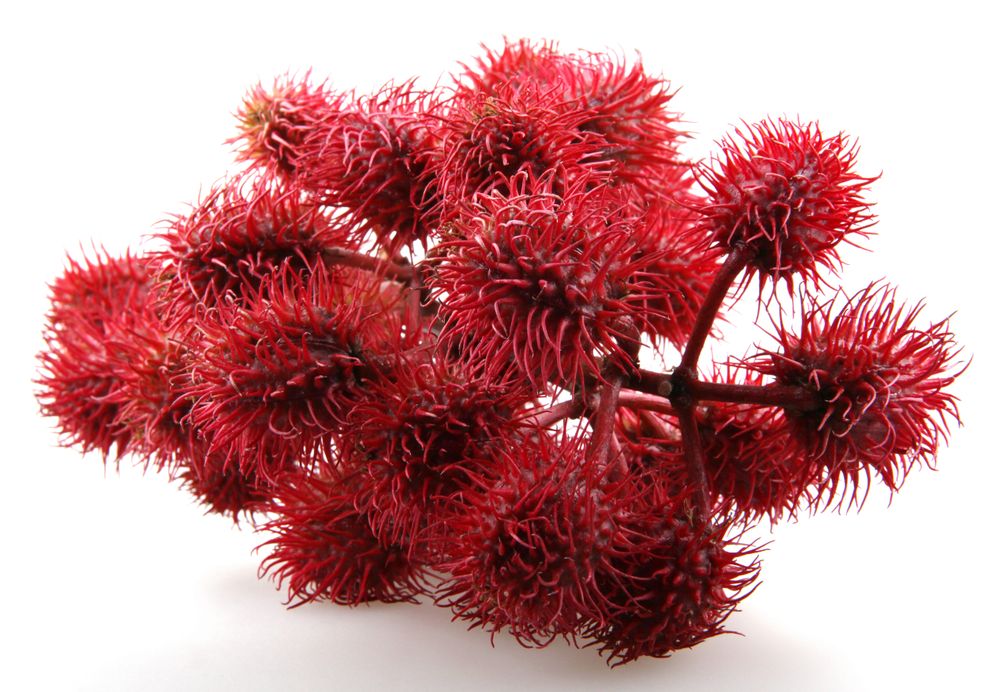 Castor Oil Raw Materials To Be Sold 29819 2.jpeg Castor Oil Raw Materials To Be Sold 29819 2.jpeg